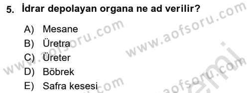 İnsan Beden Yapısı Ve Fizyolojisi Dersi 2018 - 2019 Yılı 3 Ders Sınav Soruları 5. Soru