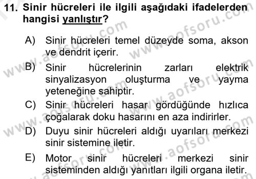 İnsan Beden Yapısı Ve Fizyolojisi Dersi 2018 - 2019 Yılı (Vize) Ara Sınav Soruları 11. Soru