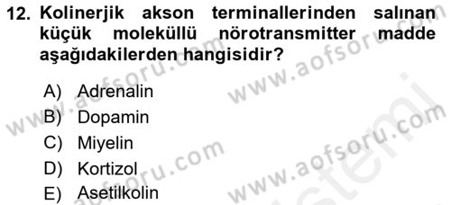İnsan Beden Yapısı Ve Fizyolojisi Dersi 2018 - 2019 Yılı (Vize) Ara Sınav Soruları 12. Soru