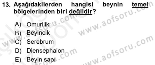 İnsan Beden Yapısı Ve Fizyolojisi Dersi 2018 - 2019 Yılı (Vize) Ara Sınav Soruları 13. Soru