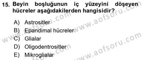 İnsan Beden Yapısı Ve Fizyolojisi Dersi Ara Sınavı Deneme Sınav Soruları 15. Soru
