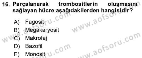 İnsan Beden Yapısı Ve Fizyolojisi Dersi 2018 - 2019 Yılı (Vize) Ara Sınav Soruları 16. Soru