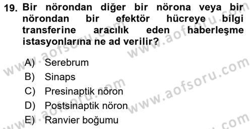İnsan Beden Yapısı Ve Fizyolojisi Dersi Ara Sınavı Deneme Sınav Soruları 19. Soru