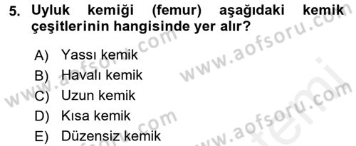 İnsan Beden Yapısı Ve Fizyolojisi Dersi 2018 - 2019 Yılı (Vize) Ara Sınav Soruları 5. Soru