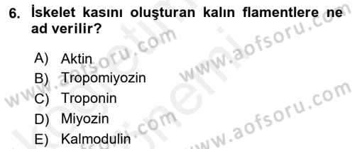 İnsan Beden Yapısı Ve Fizyolojisi Dersi 2018 - 2019 Yılı (Vize) Ara Sınav Soruları 6. Soru