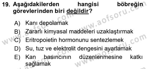 İnsan Beden Yapısı Ve Fizyolojisi Dersi 2018 - 2019 Yılı (Final) Dönem Sonu Sınav Soruları 19. Soru