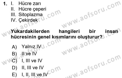 İnsan Beden Yapısı Ve Fizyolojisi Dersi 2018 - 2019 Yılı Yaz Okulu Sınav Soruları 1. Soru