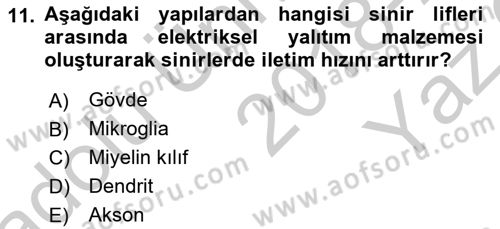 İnsan Beden Yapısı Ve Fizyolojisi Dersi 2018 - 2019 Yılı Yaz Okulu Sınav Soruları 11. Soru
