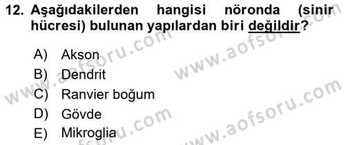 İnsan Beden Yapısı Ve Fizyolojisi Dersi 2018 - 2019 Yılı Yaz Okulu Sınav Soruları 12. Soru