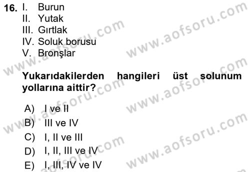 İnsan Beden Yapısı Ve Fizyolojisi Dersi 2018 - 2019 Yılı Yaz Okulu Sınav Soruları 16. Soru