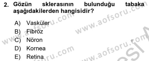 İnsan Beden Yapısı Ve Fizyolojisi Dersi 2018 - 2019 Yılı Yaz Okulu Sınav Soruları 2. Soru