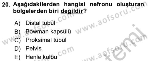 İnsan Beden Yapısı Ve Fizyolojisi Dersi 2018 - 2019 Yılı Yaz Okulu Sınav Soruları 20. Soru
