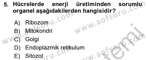 İnsan Beden Yapısı Ve Fizyolojisi Dersi 2018 - 2019 Yılı Yaz Okulu Sınav Soruları 5. Soru