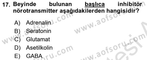 İnsan Beden Yapısı Ve Fizyolojisi Dersi 2019 - 2020 Yılı (Vize) Ara Sınav Soruları 17. Soru