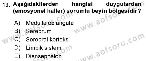 İnsan Beden Yapısı Ve Fizyolojisi Dersi 2019 - 2020 Yılı (Vize) Ara Sınav Soruları 19. Soru