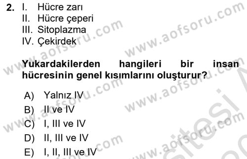 İnsan Beden Yapısı Ve Fizyolojisi Dersi Ara Sınavı Deneme Sınav Soruları 2. Soru