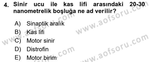 İnsan Beden Yapısı Ve Fizyolojisi Dersi 2019 - 2020 Yılı (Vize) Ara Sınav Soruları 4. Soru