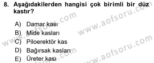 İnsan Beden Yapısı Ve Fizyolojisi Dersi 2019 - 2020 Yılı (Vize) Ara Sınav Soruları 8. Soru