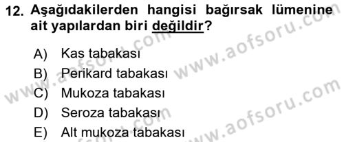 İnsan Beden Yapısı Ve Fizyolojisi Dersi 2019 - 2020 Yılı (Final) Dönem Sonu Sınav Soruları 12. Soru