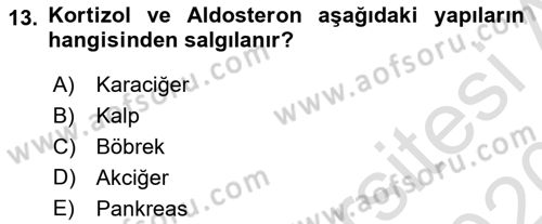 İnsan Beden Yapısı Ve Fizyolojisi Dersi 2019 - 2020 Yılı (Final) Dönem Sonu Sınav Soruları 13. Soru