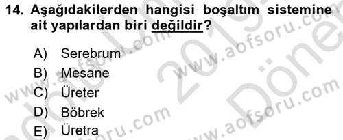 İnsan Beden Yapısı Ve Fizyolojisi Dersi 2019 - 2020 Yılı (Final) Dönem Sonu Sınav Soruları 14. Soru