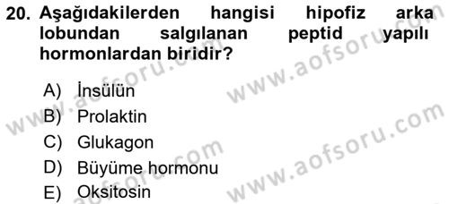 İnsan Beden Yapısı Ve Fizyolojisi Dersi 2019 - 2020 Yılı (Final) Dönem Sonu Sınav Soruları 20. Soru