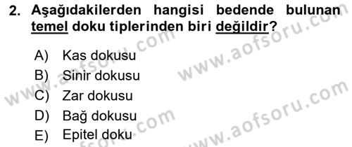 İnsan Beden Yapısı Ve Fizyolojisi Dersi 2020 - 2021 Yılı Yaz Okulu Sınav Soruları 2. Soru