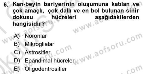 İnsan Beden Yapısı Ve Fizyolojisi Dersi 2020 - 2021 Yılı Yaz Okulu Sınav Soruları 6. Soru