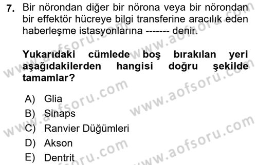 İnsan Beden Yapısı Ve Fizyolojisi Dersi 2020 - 2021 Yılı Yaz Okulu Sınav Soruları 7. Soru