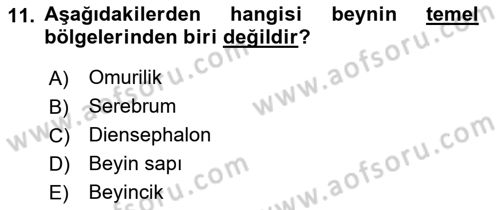 İnsan Beden Yapısı Ve Fizyolojisi Dersi 2021 - 2022 Yılı (Vize) Ara Sınav Soruları 11. Soru