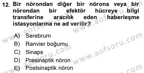 İnsan Beden Yapısı Ve Fizyolojisi Dersi 2021 - 2022 Yılı (Vize) Ara Sınav Soruları 12. Soru