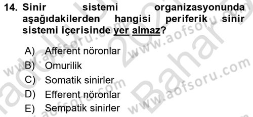 İnsan Beden Yapısı Ve Fizyolojisi Dersi Ara Sınavı Deneme Sınav Soruları 14. Soru