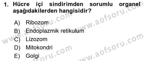 İnsan Beden Yapısı Ve Fizyolojisi Dersi 2021 - 2022 Yılı (Final) Dönem Sonu Sınav Soruları 1. Soru