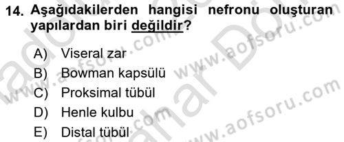 İnsan Beden Yapısı Ve Fizyolojisi Dersi 2021 - 2022 Yılı (Final) Dönem Sonu Sınav Soruları 14. Soru