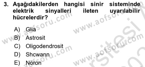İnsan Beden Yapısı Ve Fizyolojisi Dersi 2021 - 2022 Yılı (Final) Dönem Sonu Sınav Soruları 3. Soru