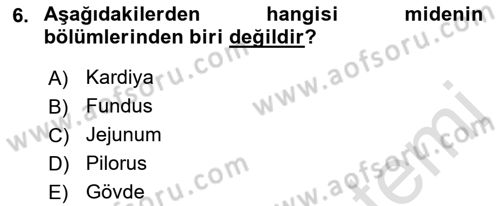İnsan Beden Yapısı Ve Fizyolojisi Dersi 2021 - 2022 Yılı (Final) Dönem Sonu Sınav Soruları 6. Soru