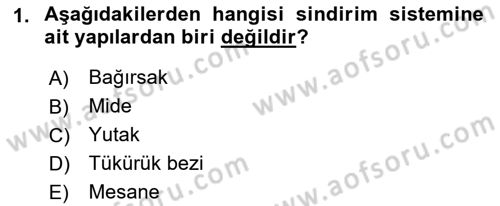 İnsan Beden Yapısı Ve Fizyolojisi Dersi 2021 - 2022 Yılı Yaz Okulu Sınav Soruları 1. Soru