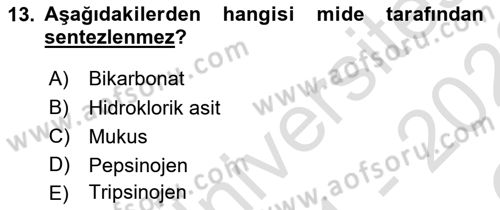 İnsan Beden Yapısı Ve Fizyolojisi Dersi 2021 - 2022 Yılı Yaz Okulu Sınav Soruları 13. Soru