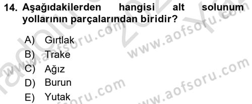 İnsan Beden Yapısı Ve Fizyolojisi Dersi 2021 - 2022 Yılı Yaz Okulu Sınav Soruları 14. Soru