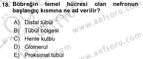 İnsan Beden Yapısı Ve Fizyolojisi Dersi 2021 - 2022 Yılı Yaz Okulu Sınav Soruları 18. Soru