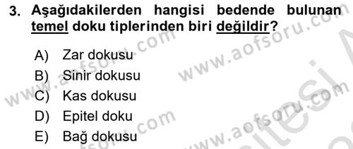 İnsan Beden Yapısı Ve Fizyolojisi Dersi 2021 - 2022 Yılı Yaz Okulu Sınav Soruları 3. Soru