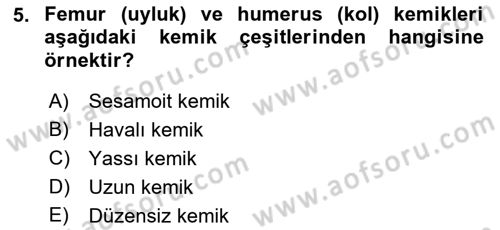 İnsan Beden Yapısı Ve Fizyolojisi Dersi 2021 - 2022 Yılı Yaz Okulu Sınav Soruları 5. Soru