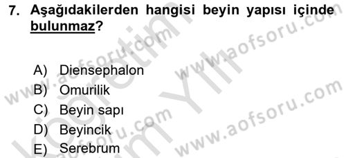İnsan Beden Yapısı Ve Fizyolojisi Dersi 2021 - 2022 Yılı Yaz Okulu Sınav Soruları 7. Soru
