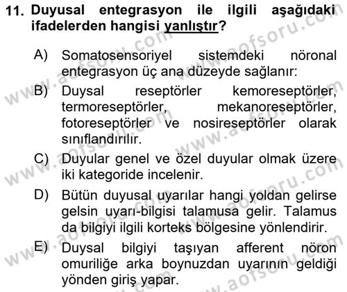 İnsan Beden Yapısı Ve Fizyolojisi Dersi 2022 - 2023 Yılı (Vize) Ara Sınavı 11. Soru