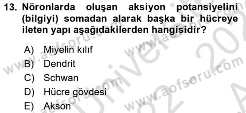 İnsan Beden Yapısı Ve Fizyolojisi Dersi 2022 - 2023 Yılı (Vize) Ara Sınavı 13. Soru