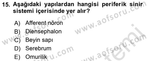 İnsan Beden Yapısı Ve Fizyolojisi Dersi 2022 - 2023 Yılı (Vize) Ara Sınavı 15. Soru