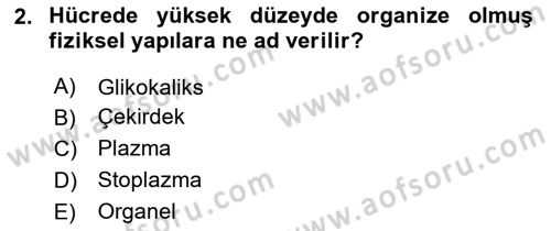 İnsan Beden Yapısı Ve Fizyolojisi Dersi 2022 - 2023 Yılı (Vize) Ara Sınavı 2. Soru