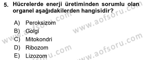 İnsan Beden Yapısı Ve Fizyolojisi Dersi 2022 - 2023 Yılı (Vize) Ara Sınavı 5. Soru