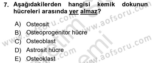 İnsan Beden Yapısı Ve Fizyolojisi Dersi 2022 - 2023 Yılı (Vize) Ara Sınavı 7. Soru