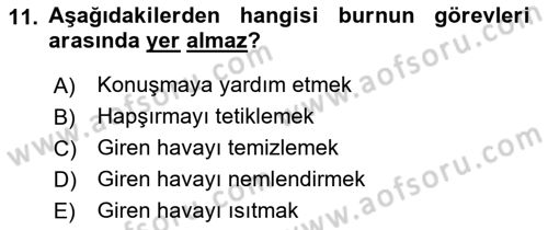 İnsan Beden Yapısı Ve Fizyolojisi Dersi 2022 - 2023 Yılı (Final) Dönem Sonu Sınav Soruları 11. Soru